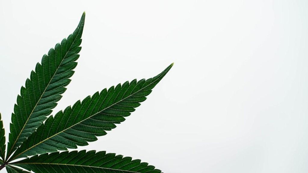 Understanding_MA_Weed_Laws_The_Essential_Guide_Image