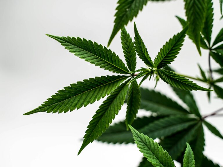 A fresh cannabis leaf to illustrate that THCA has not been decarboxylated to THC.