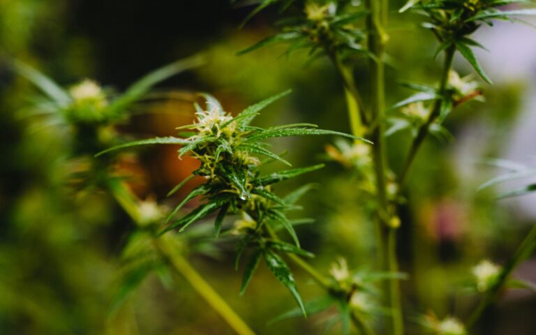 A macro photo of a cannabis bud showing the crystalline trichomes where terpenes and cannabinoids are produced.